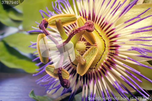 Image of The core of the Passiflora flower ( close up)