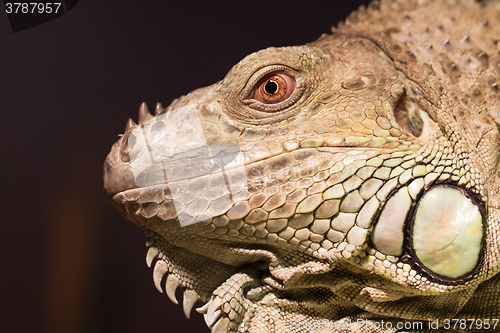 Image of Close-up of a green iguana resting