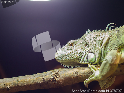 Image of Close-up of a green iguana resting