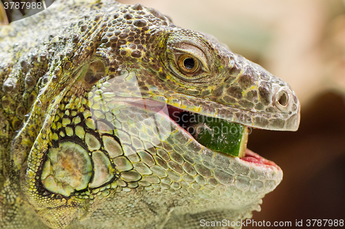 Image of Close-up of a green iguana resting