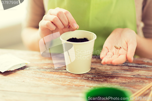 Image of close up of woman sowing seeds to soil in pot