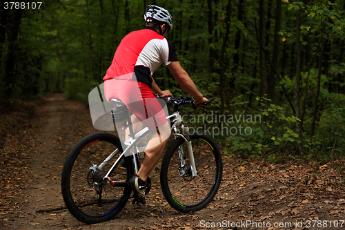 Image of Bicyclist with His Bicycle in the Summer Forest