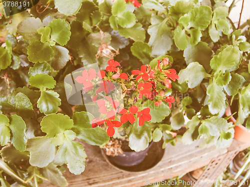Image of Retro looking Red kalanchoe flower