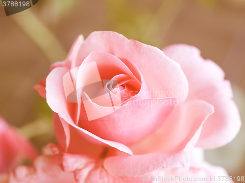 Image of Retro looking Rose