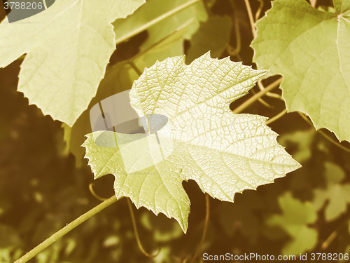 Image of Retro looking Vine picture