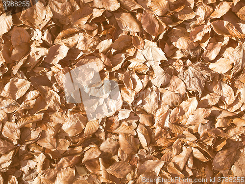 Image of Retro looking Falling leaves