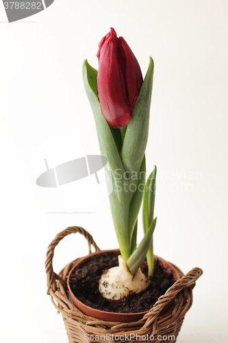Image of Tulip in pot.