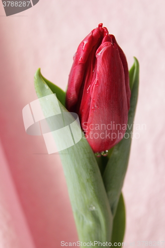 Image of Fresh tulip