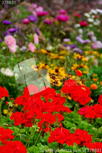 Image of Blooming garden