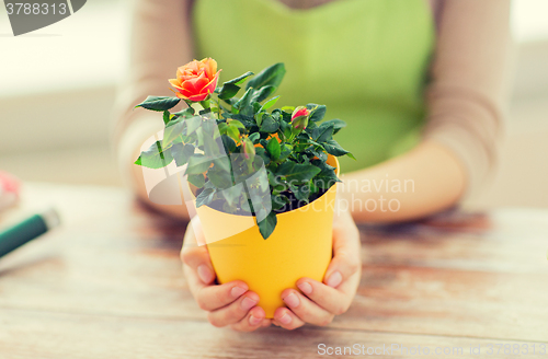 Image of close up of woman hands holding roses bush in pot
