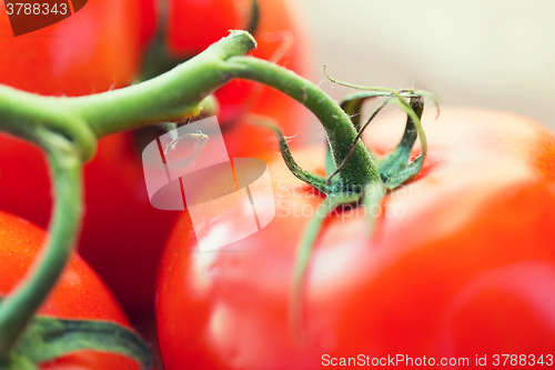 Image of close up of ripe juicy red tomatoes