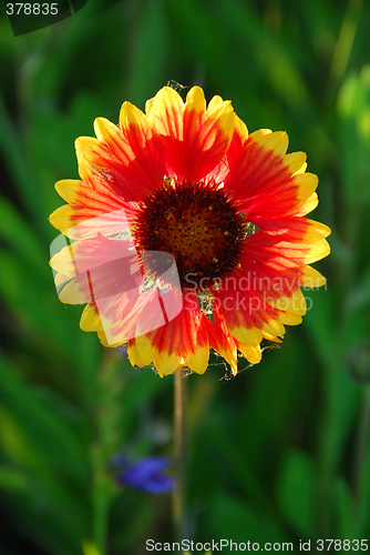 Image of Wild flower