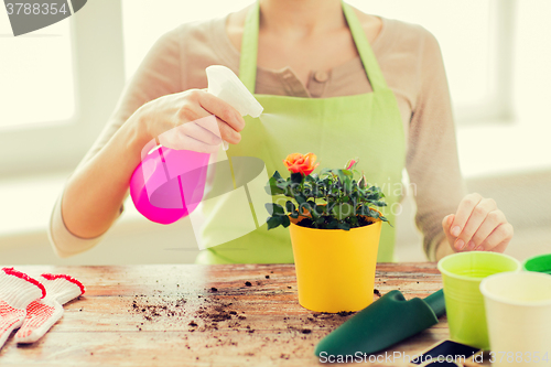 Image of close up of woman hands spraying roses in pot