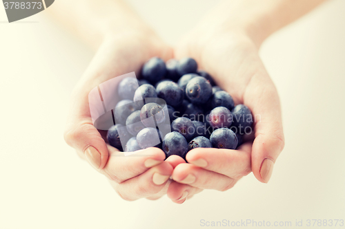 Image of close up of woman hands holding blueberries