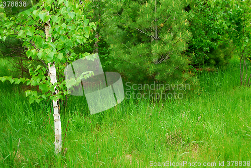 Image of Spring forest