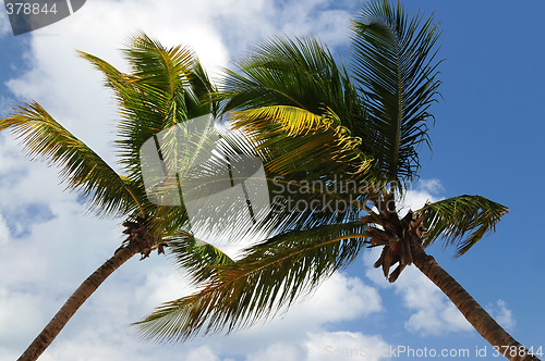 Image of Palm trees