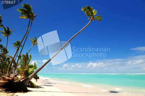 Image of Tropical beach