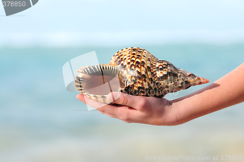 Image of Seashell in hand