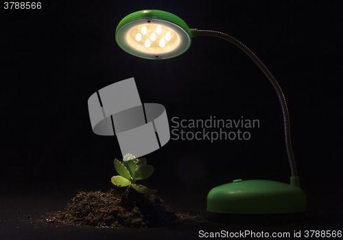 Image of Young sprout and table lamp on a black background