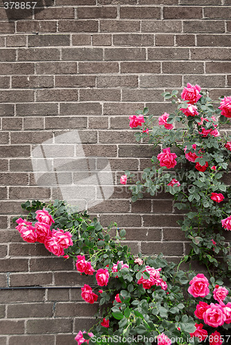 Image of Roses on brick wall