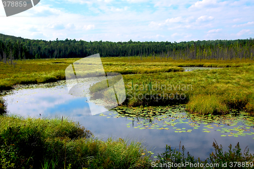 Image of Wetlands