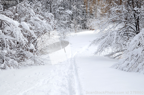 Image of Path in winter forest