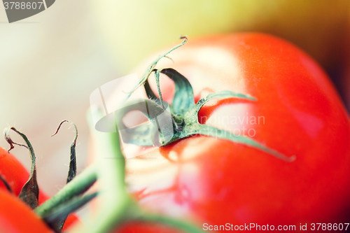 Image of close up of ripe juicy red tomatoes