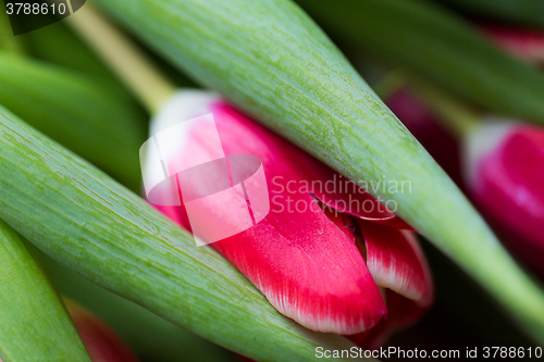 Image of close up of tulip flowers