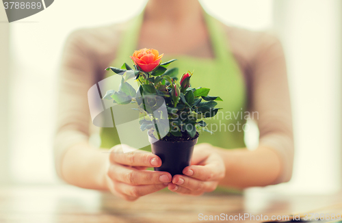 Image of close up of woman hands holding roses bush in pot