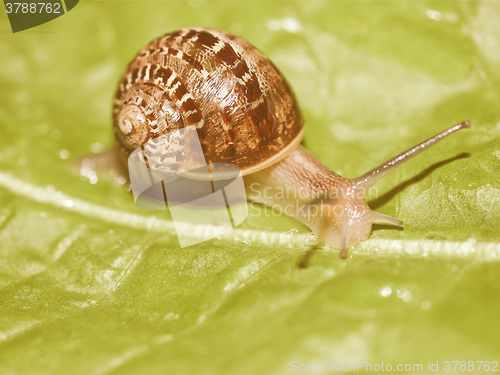 Image of Retro looking Snail slug