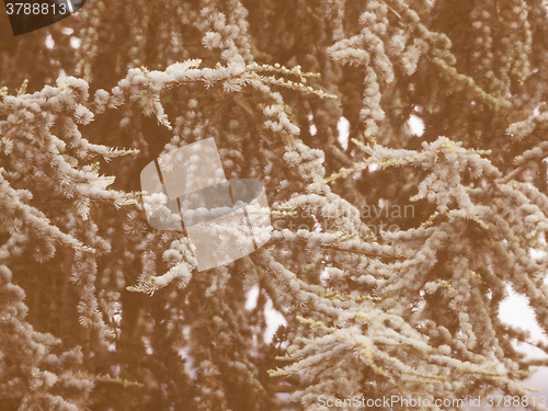 Image of Retro looking Pine tree