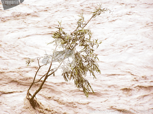 Image of Retro looking Lonely tree resisting flood
