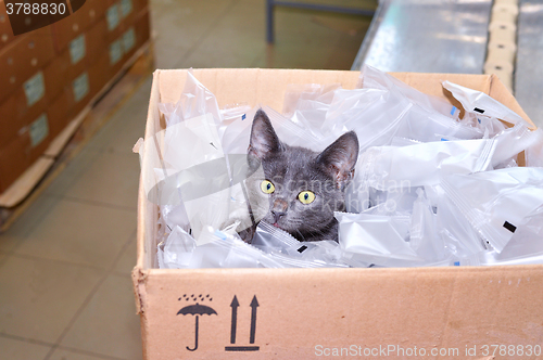 Image of Black cat sitting in a cardboard box including packing bags fact