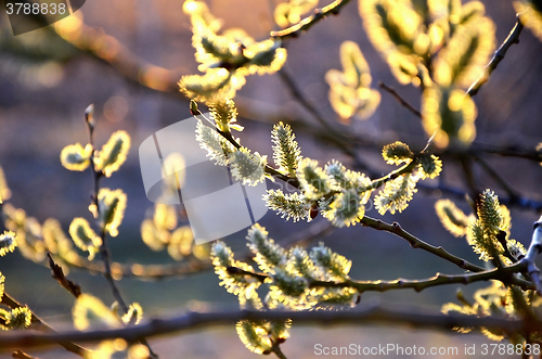 Image of Natural background with blurred branch blossoming willow spring