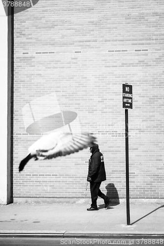 Image of Man walking on sidewalk bw