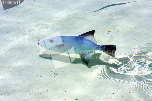 Image of little fish   isla contoy         in mexico 