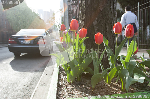 Image of Red tulips in Midtown Manhattan