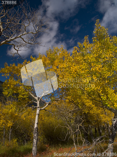 Image of Autumn Passing