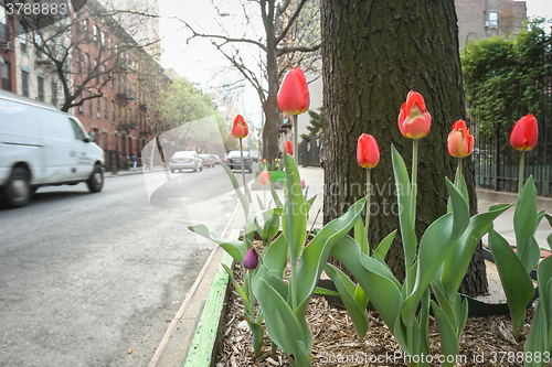 Image of Red tulips in Manhattan