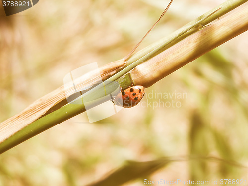 Image of Retro looking Lady Beetle