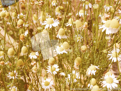 Image of Retro looking Chamomile