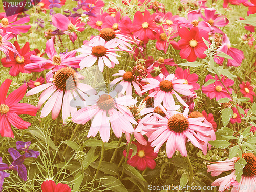 Image of Retro looking Daisy flower