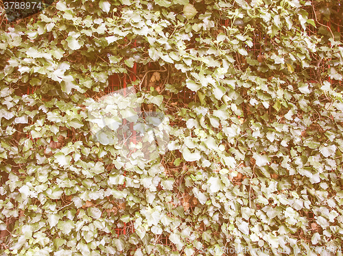 Image of Retro looking Ivy leaves