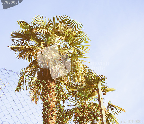 Image of Retro looking Palm tree