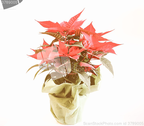 Image of Retro looking Poinsettia Christmas star