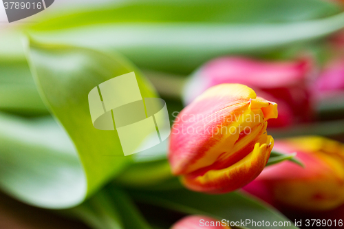 Image of close up of tulip flowers