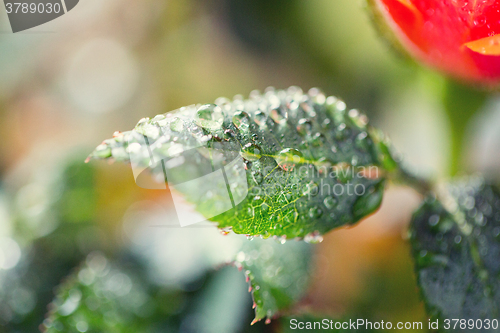 Image of close up of rose flower