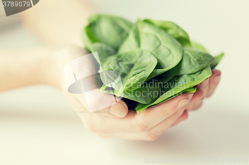 Image of close up of woman hands holding spinach