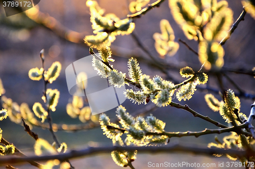 Image of Natural background with blurred branch blossoming willow spring