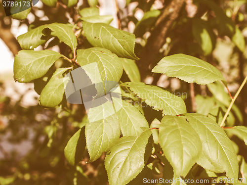 Image of Retro looking Prune tree leaf